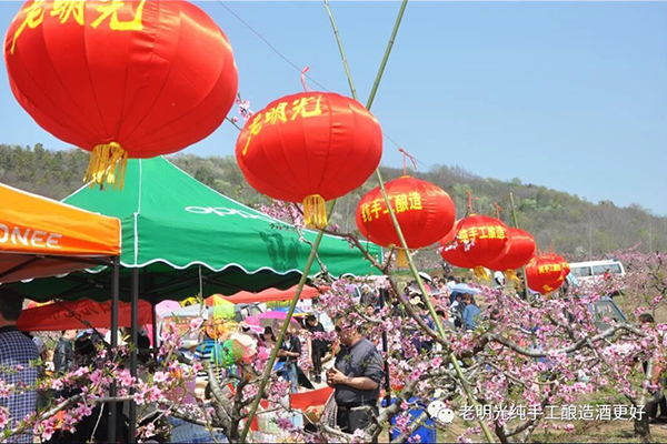 萬名游客踏花來 明酒飄香三界外